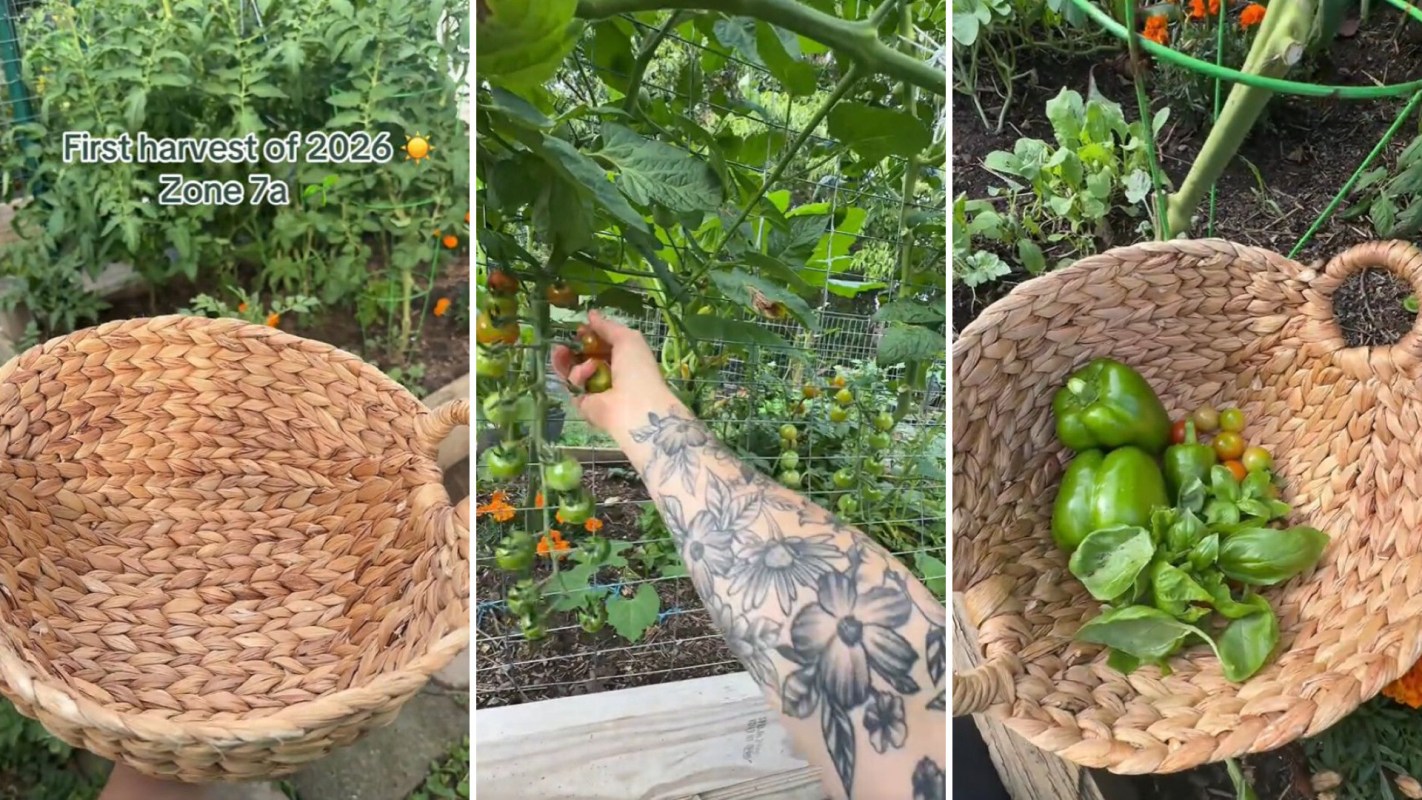 A person picks tomatoes in a garden, alongside a basket filled with peppers and cherry tomatoes.