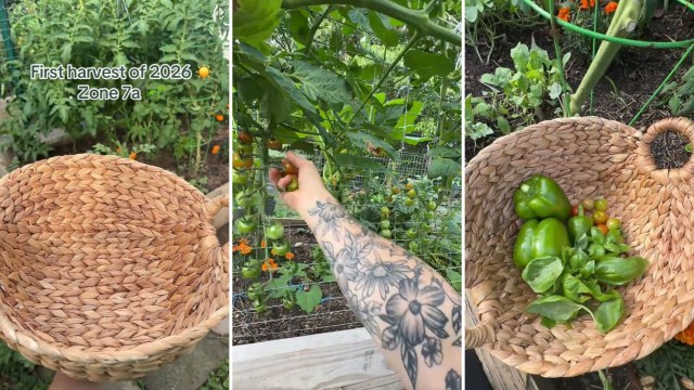 A person picks tomatoes in a garden, alongside a basket filled with peppers and cherry tomatoes.