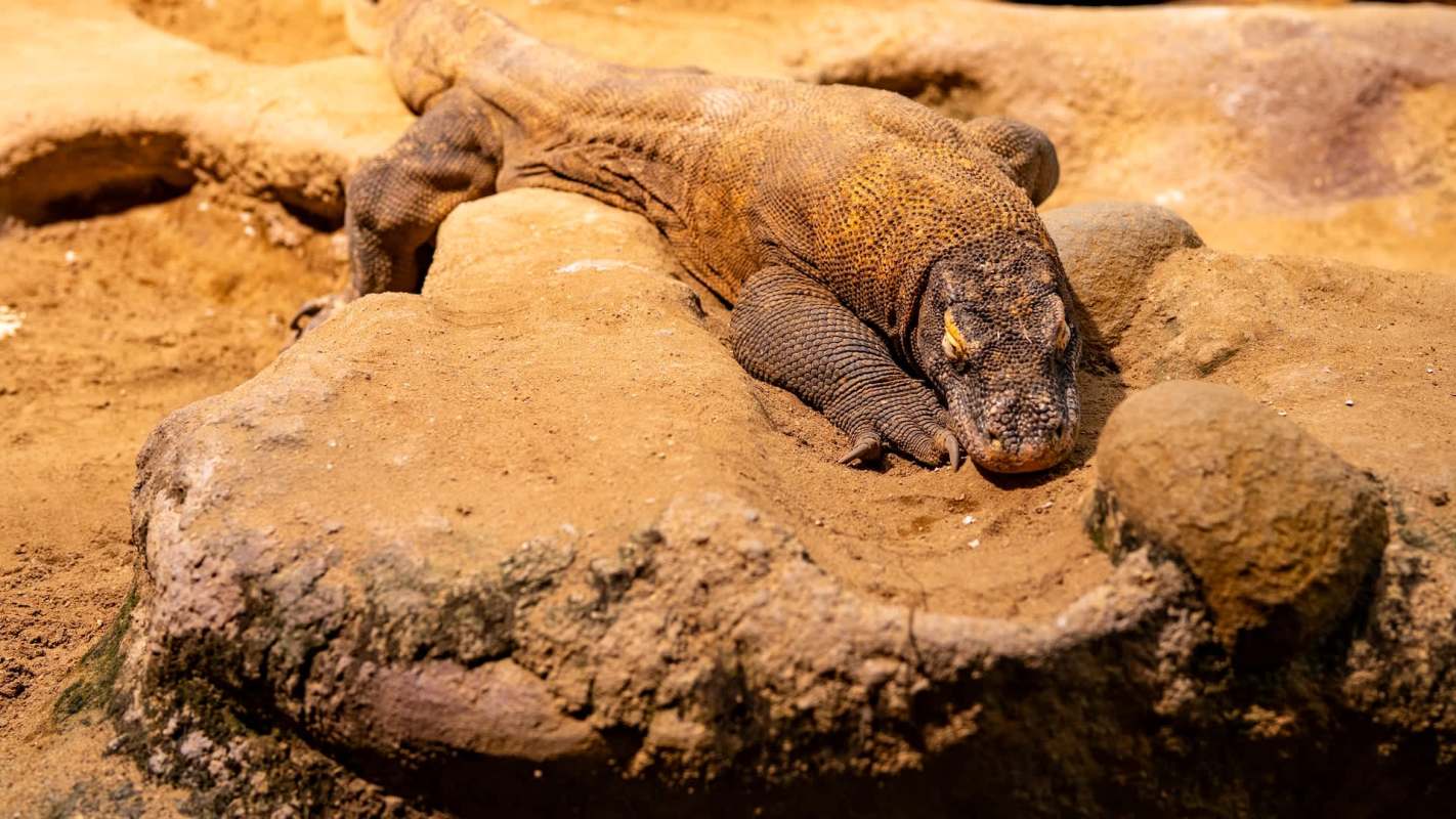 A large Komodo dragon resting on a sandy surface with rocks around it.