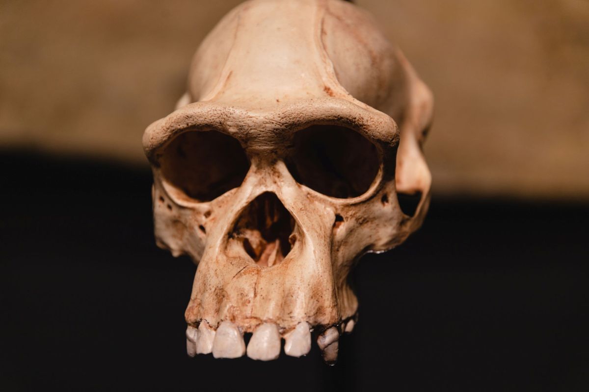 A close-up view of an ancient skull hanging against a dark background.