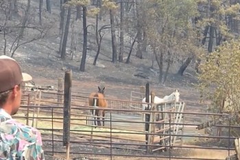 A person looks at two horses.