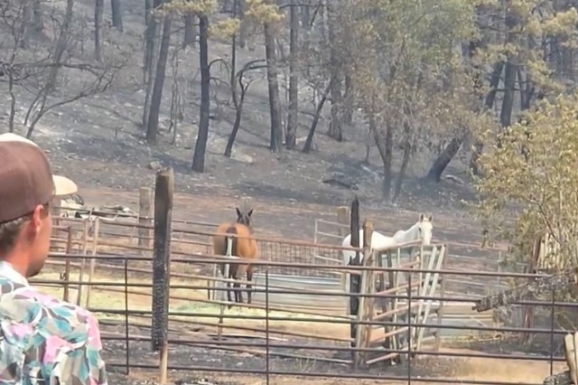 A person looks at two horses.