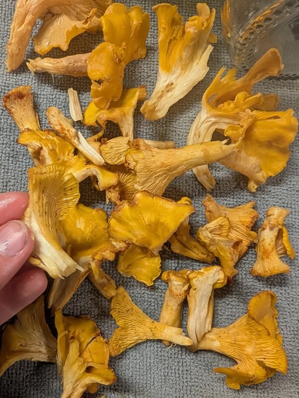 A hand holding a fresh chanterelle mushroom, showcasing its distinct gills and bright yellow color.