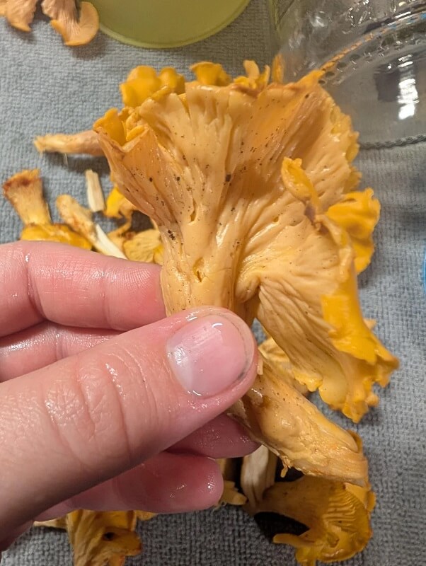 A hand holding a fresh chanterelle mushroom, showcasing its distinct gills and bright yellow color.