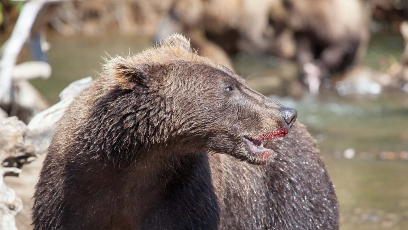 A brown bear with blood on its snout stands near water, with a blurred background of other bears.