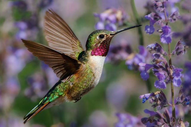 A hummingbird getting nectar from lavender.