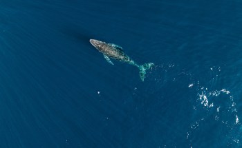 A humpback whale swims gracefully in deep blue ocean waters from an aerial perspective.