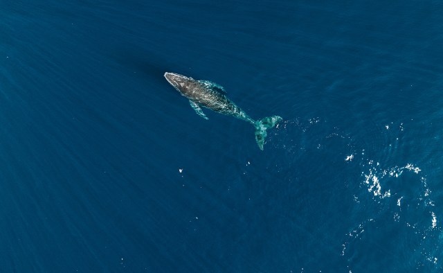 A humpback whale swims gracefully in deep blue ocean waters from an aerial perspective.