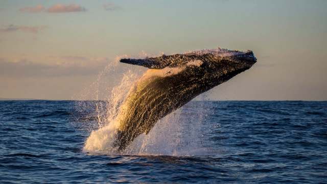 A humpback whale breaching the surface of the water.