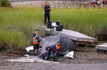 Two researchers examine a stranded whale while a third person observes from a nearby dock surrounded by tall grass.