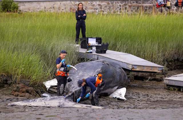 Two researchers examine a stranded whale while a third person observes from a nearby dock surrounded by tall grass.