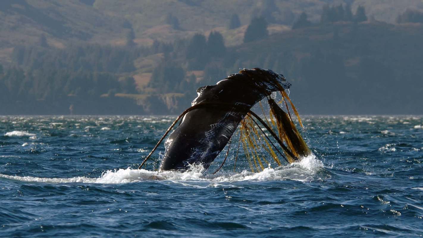 A whale breaching the surface of the water.