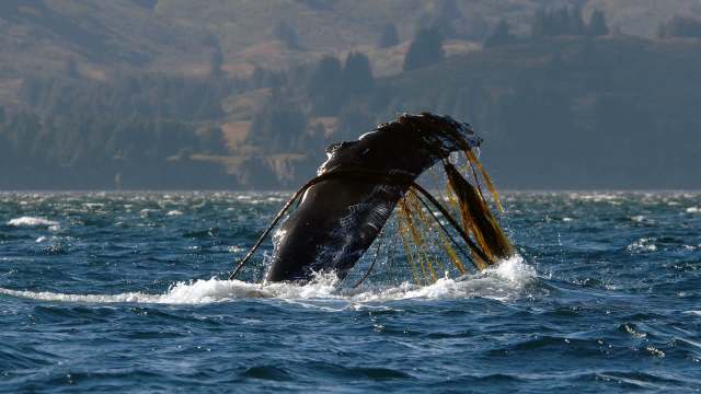 A whale breaching the surface of the water.