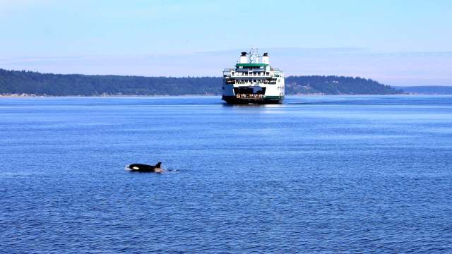 An orca swims in the foreground while a ferry navigates the calm blue waters of a bay.