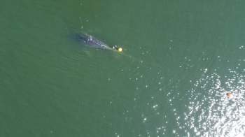 A whale atop the surface of the water, entangled in fishing gear, in shimmering green water.