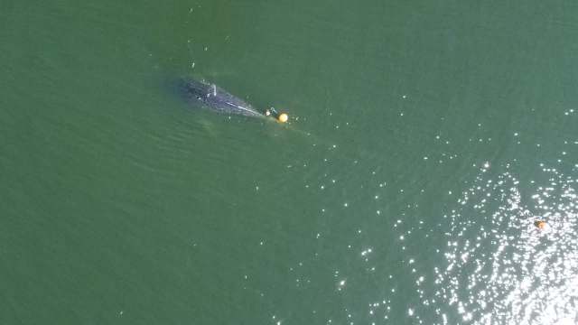 A whale atop the surface of the water, entangled in fishing gear, in shimmering green water.
