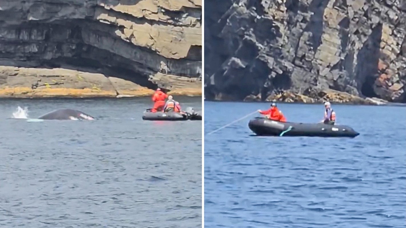 Two people free a humpback whale from fishing gear.