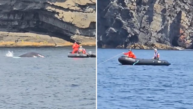 Two people free a humpback whale from fishing gear.