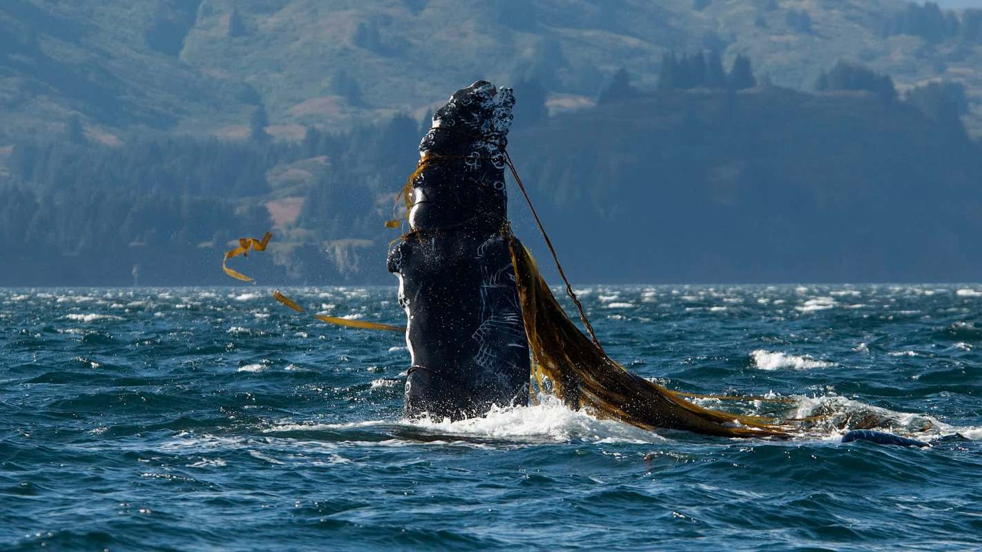 A humpback whale breaching the surface.