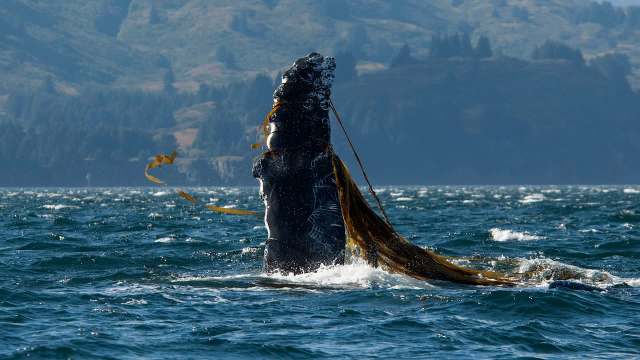 A humpback whale breaching the surface.