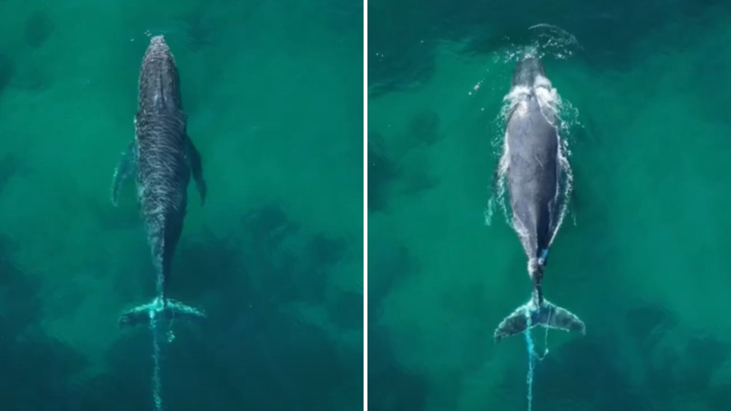 A humpback whale.