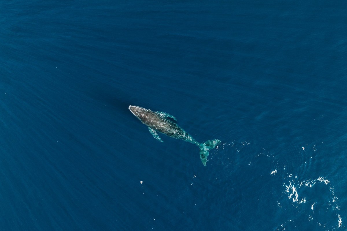 A humpback whale.