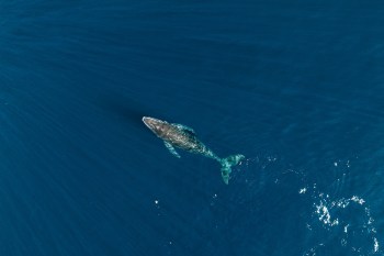 A humpback whale.