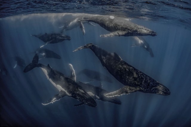 A pod of humpback whales.