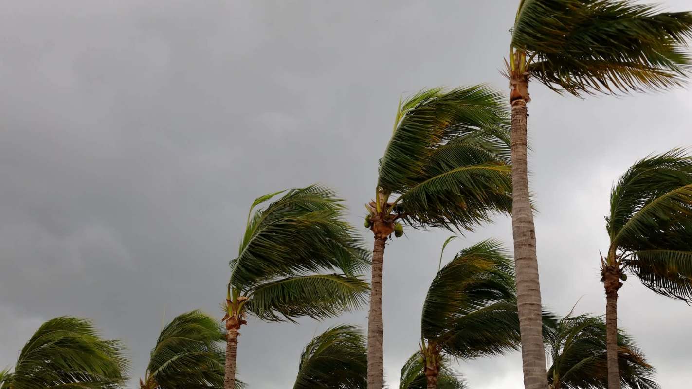 Tall palm trees sway against a backdrop of dark, cloudy skies.