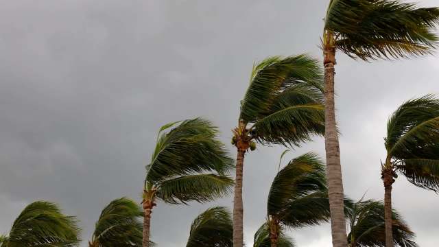 Tall palm trees sway against a backdrop of dark, cloudy skies.