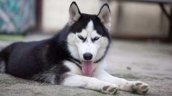 A black and white Siberian Husky lies on the ground, panting with its tongue out.
