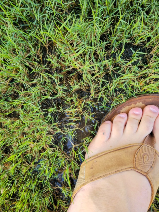 A foot pushing water out of wet ground.