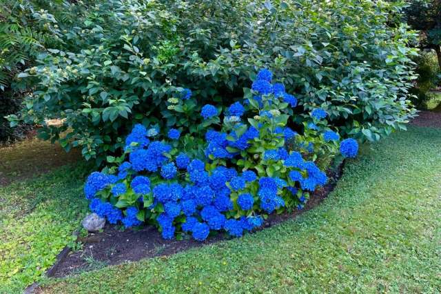 Blue hydrangea.