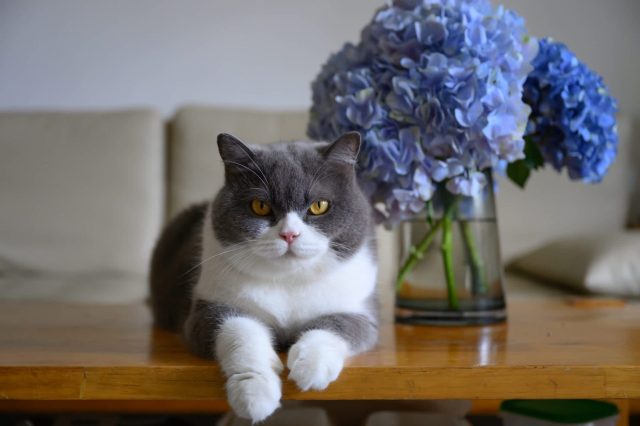 A gray and white cat rests on a wooden table in front of a vase of blue hydrangeas.
