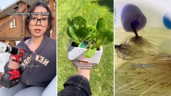 A triptych featuring a person with a drill, a hand holding a potted plant, and close-up roots in water.