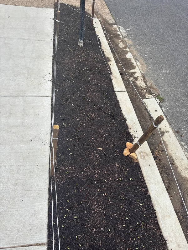 A garden bed with small green seedlings, marked by wooden stakes and string along a concrete edge of a sidewalk.
