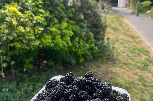 A container filled with freshly picked blackberries in front of a hedge next to a driveway.