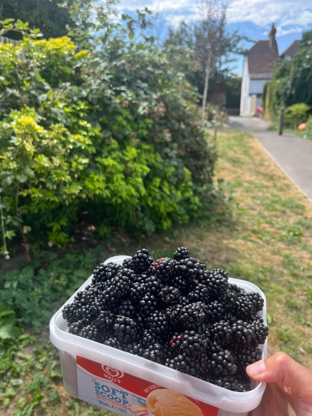 A harvest of blackberries.