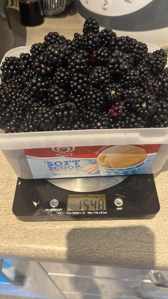 A harvest of blackberries.