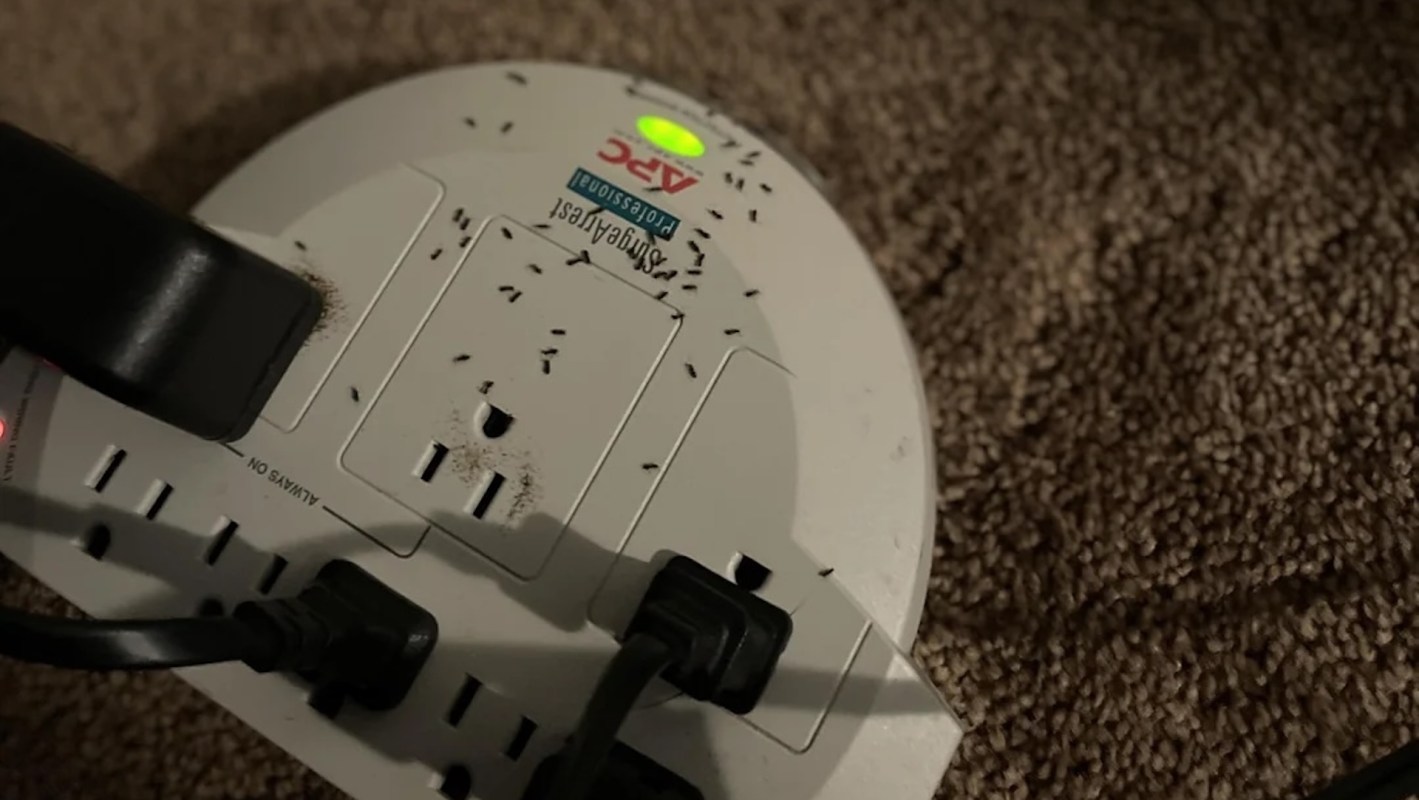 A power strip covered in small ants on a carpeted surface.