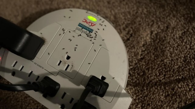 A power strip covered in small ants on a carpeted surface.