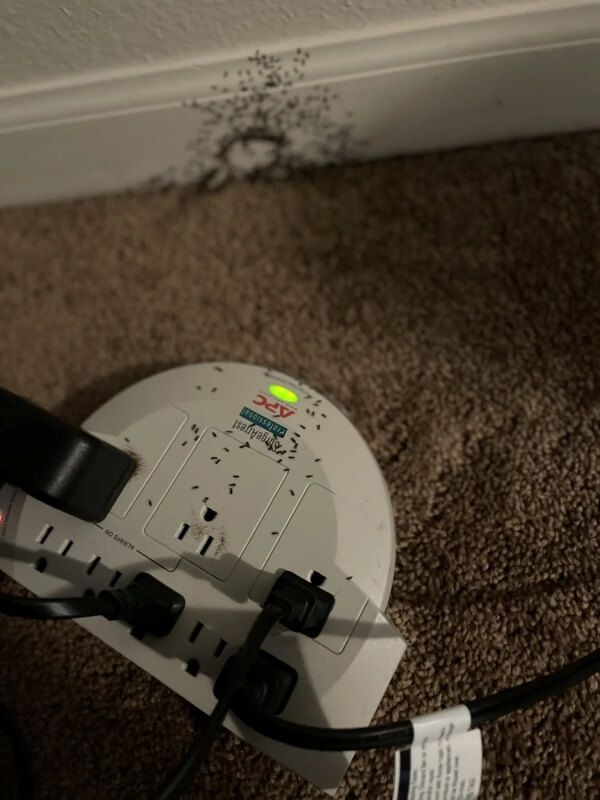 A surge protector covered in ants.