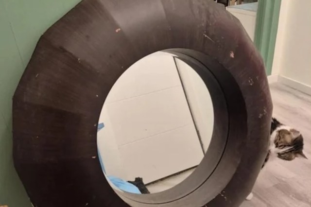 A cat examining a large donut-shaped mirror.