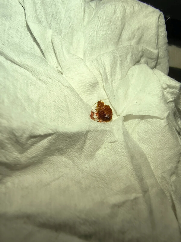 An brown-colored bug on a blanket.