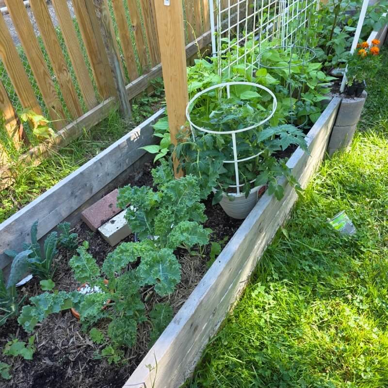 A thriving vegetable patch in a planter.