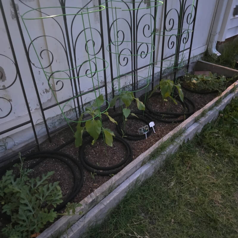 A planter with the beginnings of a vegetable patch.