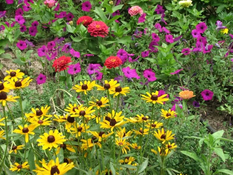 Yellow, purple and red wildflowers.