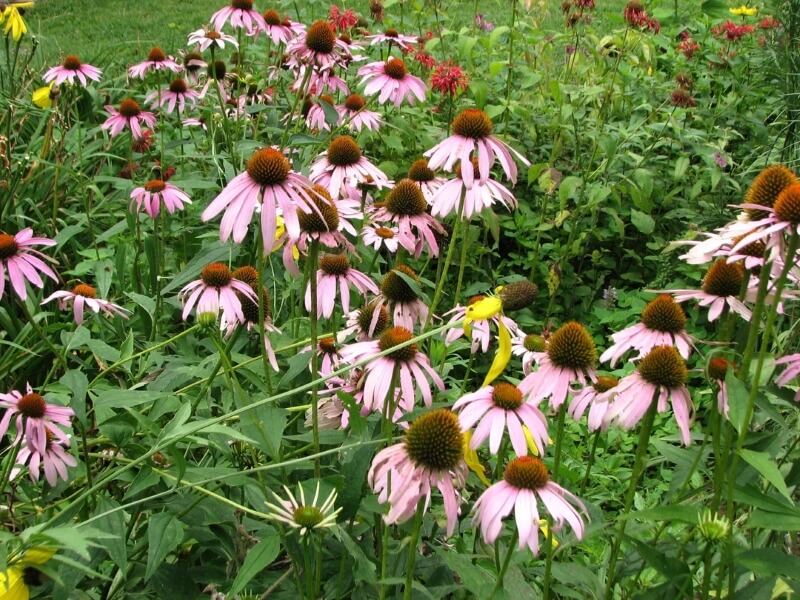 Pink wildflowers.