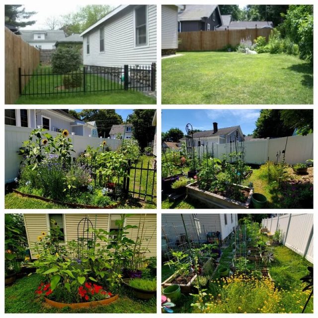 A monoculture grass lawn transformed into a garden with flowers and raised beds. 