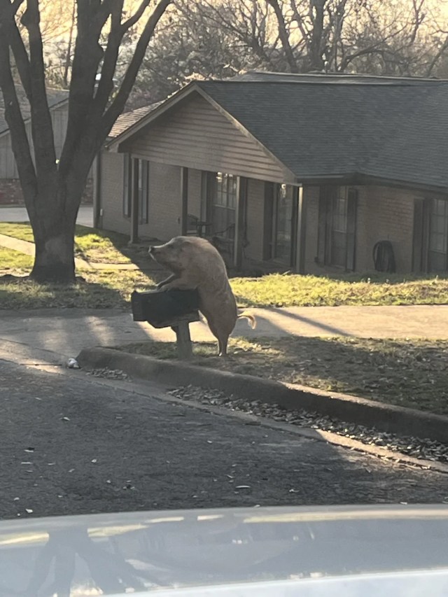 A wild hog mounted behind an outdoor mailbox.
